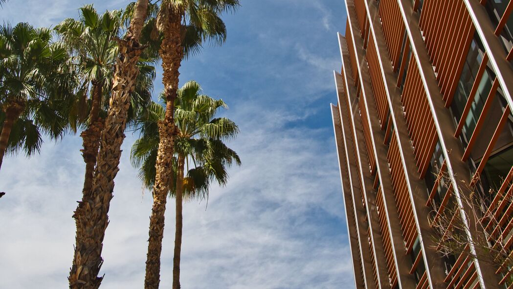 棕榈树 建筑 天空 仰视 4k壁纸 3840x2160