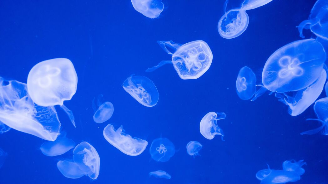 水母 透明 大海 蓝色 4k壁纸 3840x2160