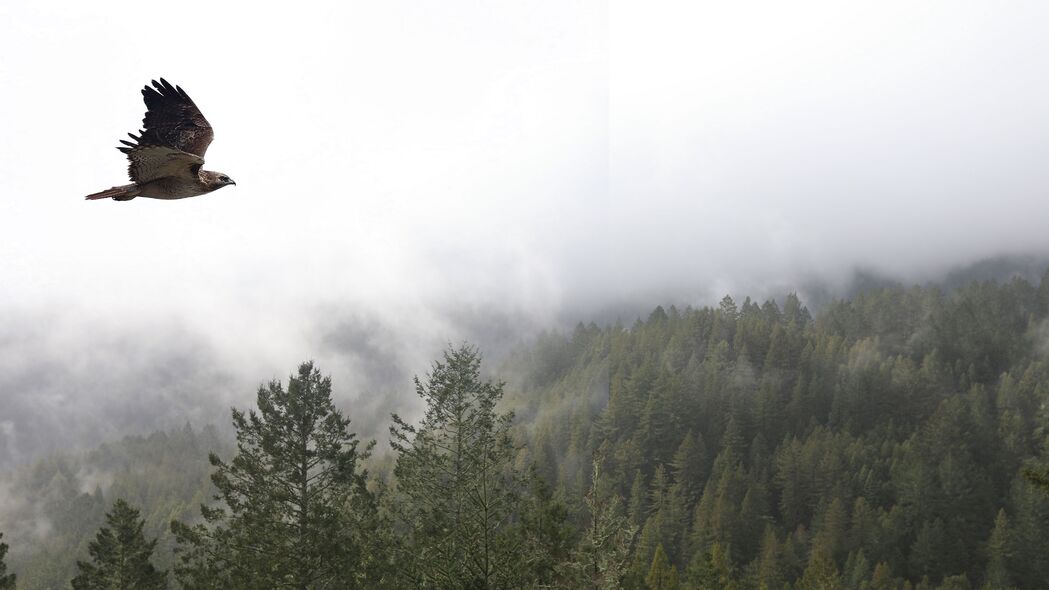 鸟 飞行 森林 树木 雾 4k壁纸 3840x2160