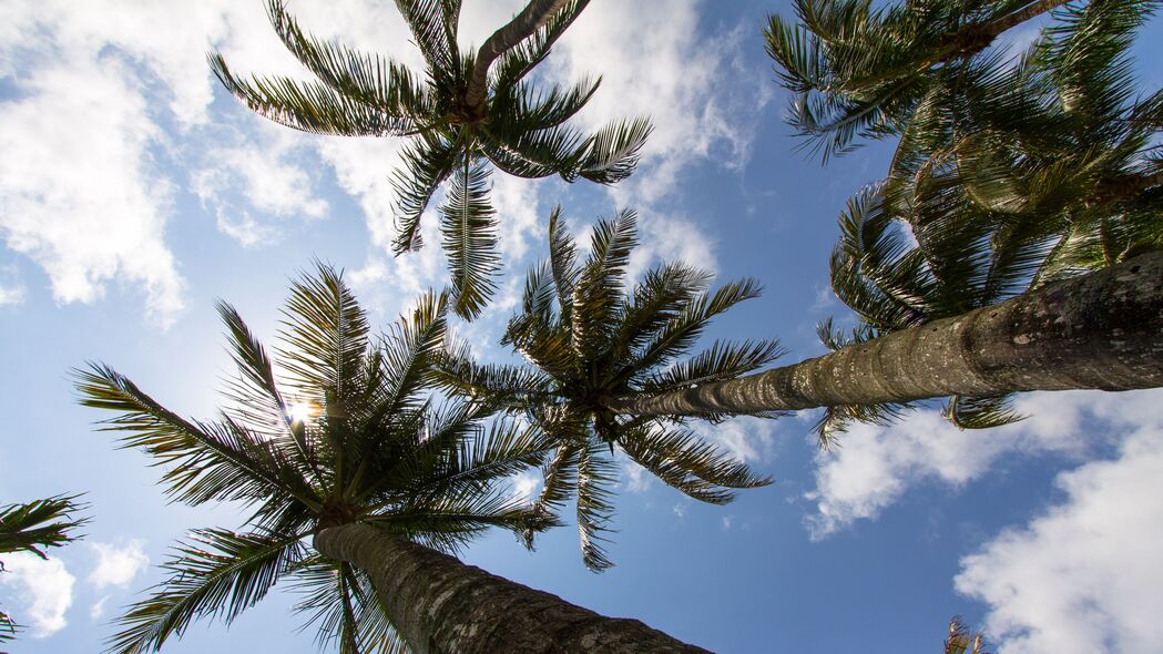 棕榈树 树枝 仰视图 天空 热带 4k壁纸 3840x2160