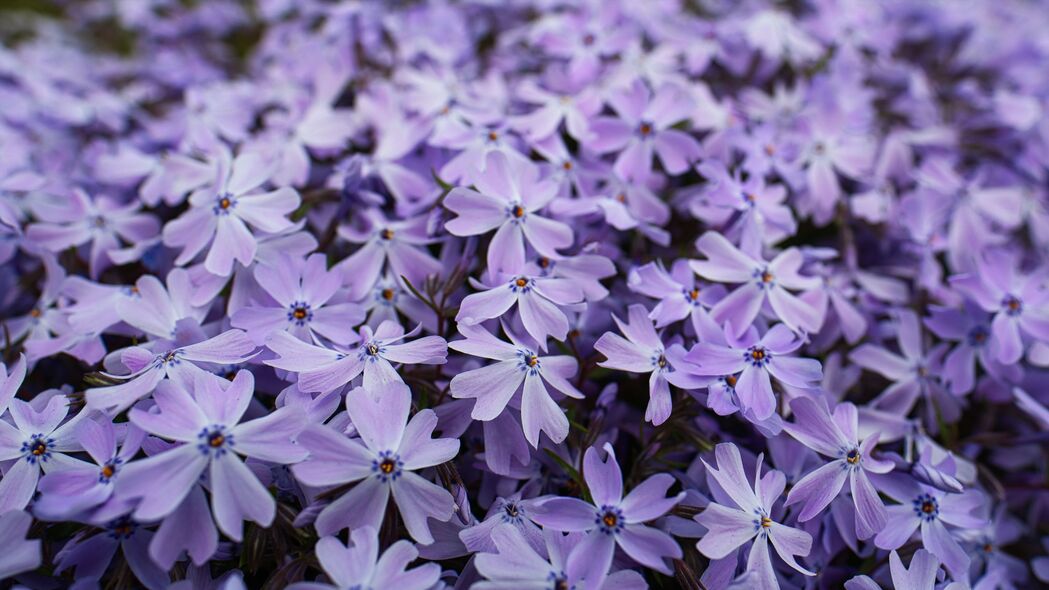 福禄考 花瓣 花朵 紫色 4k壁纸 3840x2160