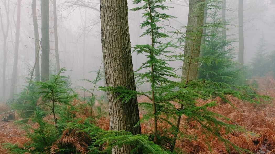 树木 蕨类 干燥 森林 雾 4k壁纸 3840x2160