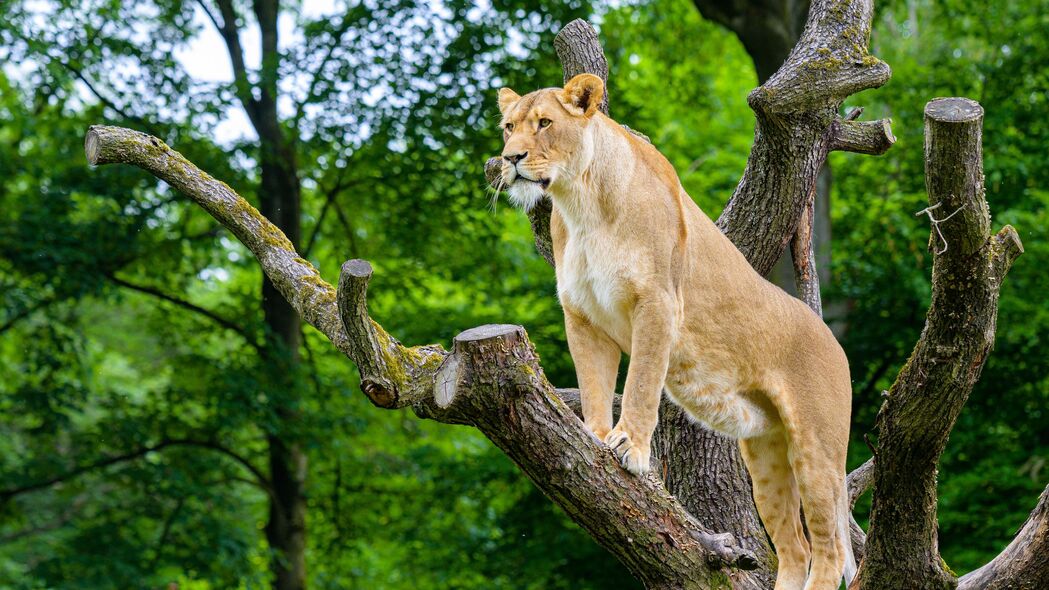 非洲母狮 捕食者 大猫 树 4k壁纸 3840x2160