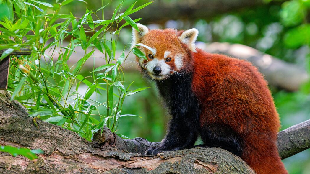 红熊猫 树 树叶 野生动物 4k壁纸 3840x2160