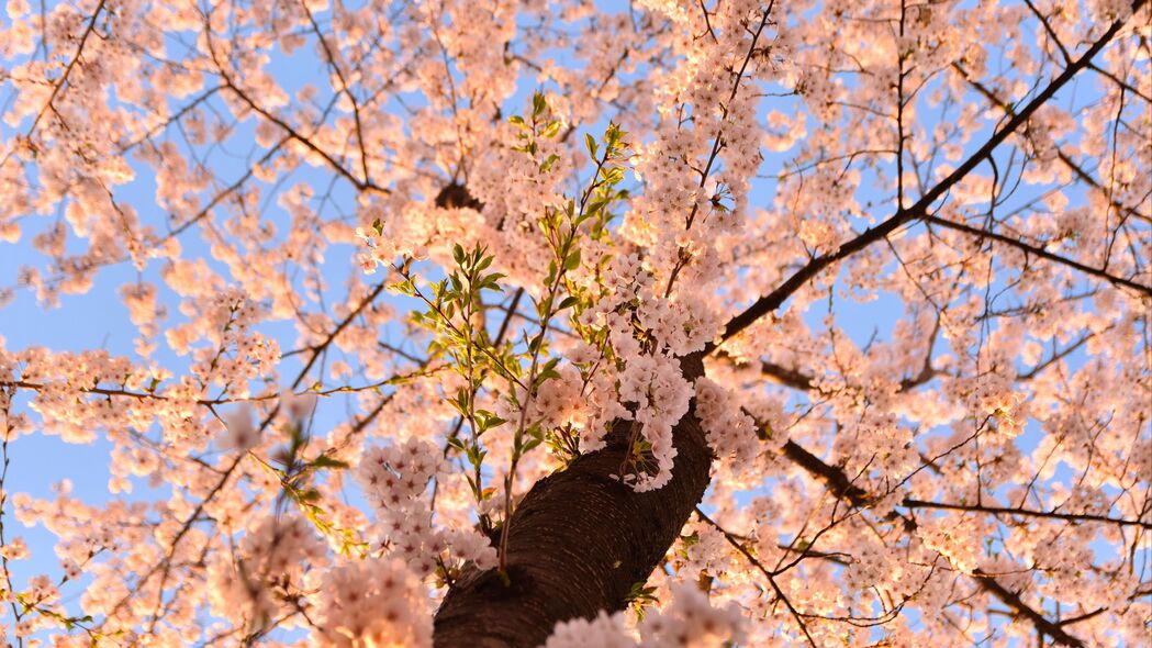 樱花 花 树 树枝 底部视图 4k壁纸 3840x2160