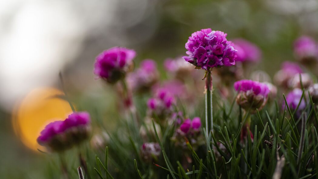 亚美尼亚花草美景，超清4K模糊壁纸，3840x2160高清下载