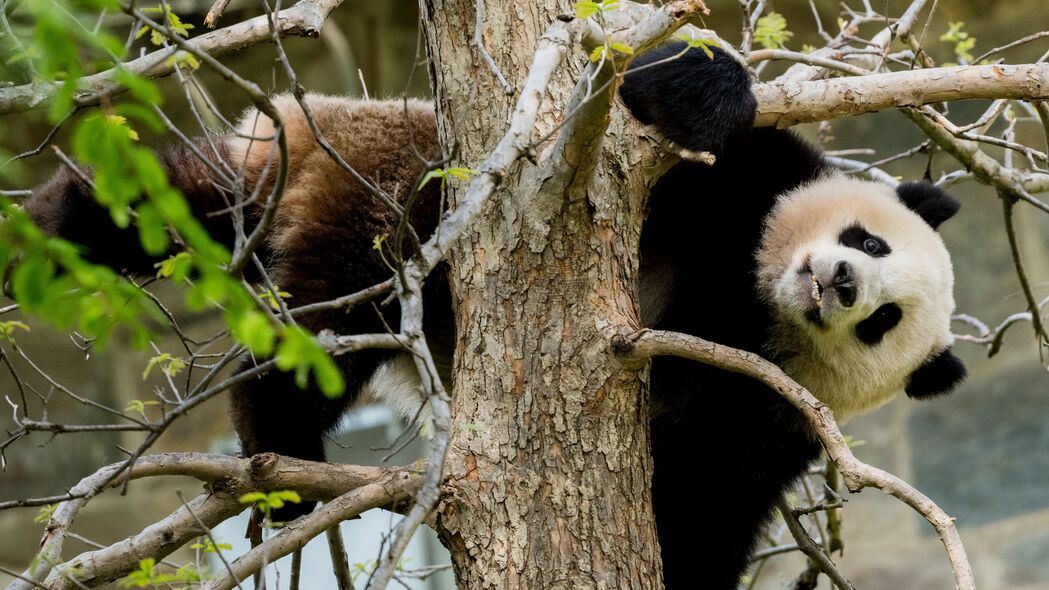 熊猫 姿势 树 野生动物 动物 4k壁纸 3840x2160