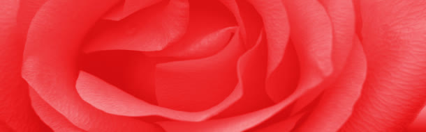 大红唯美大气玫瑰花特写海报背景
