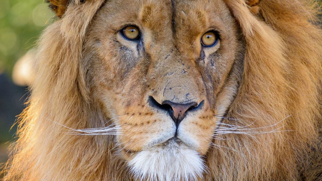 狮子 一瞥 捕食者 动物 大猫 野生动物 4k壁纸 3840x2160