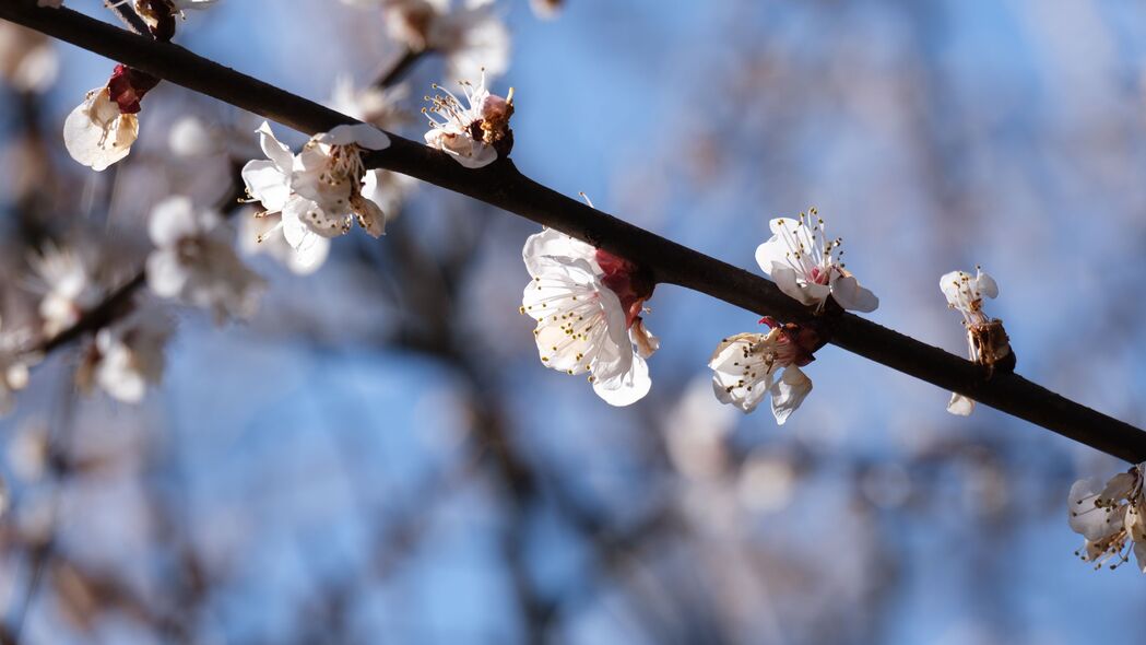 樱桃 树枝 花朵 宏 春季 4k壁纸 3840x2160