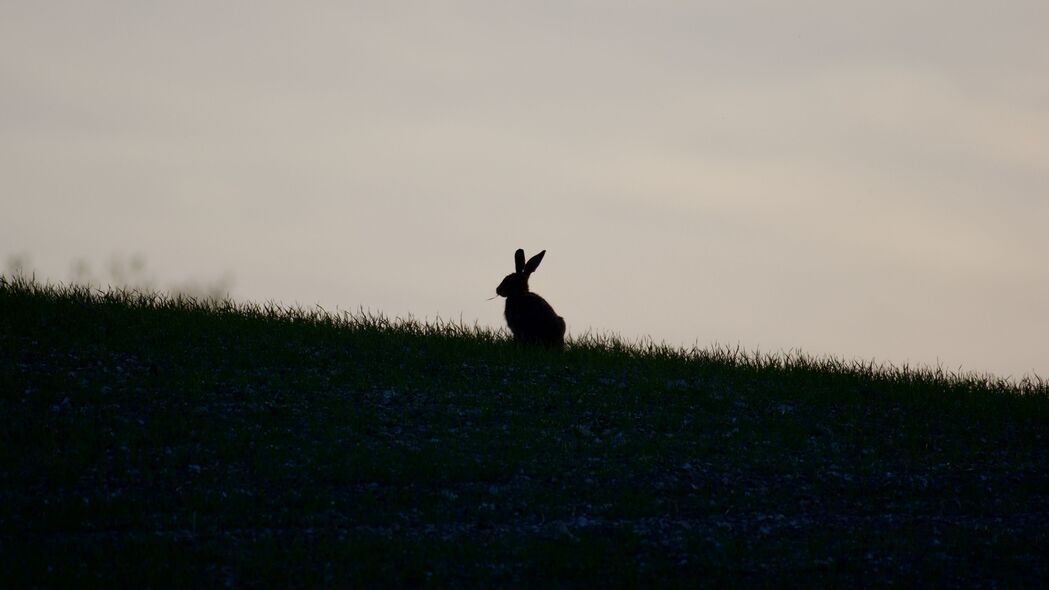 兔子 剪影 草 动物 深色 4k壁纸 3840x2160