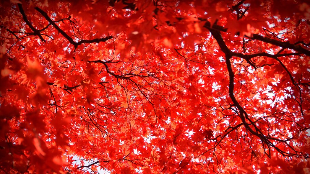 枫木 树叶 树枝 自然 红色 4k壁纸 3840x2160