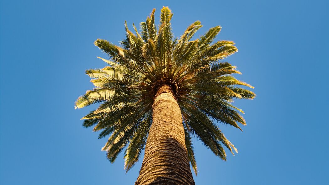 棕榈树 树枝 天空 仰视 4k壁纸 3840x2160
