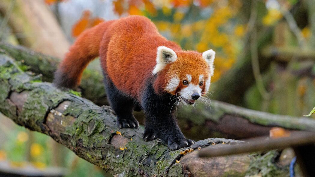 红熊猫 动作 爪子 树 动物 4k壁纸 3840x2160