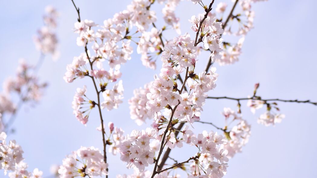 樱花 花瓣 花朵 树枝 天空 粉红色 4k壁纸 3840x2160