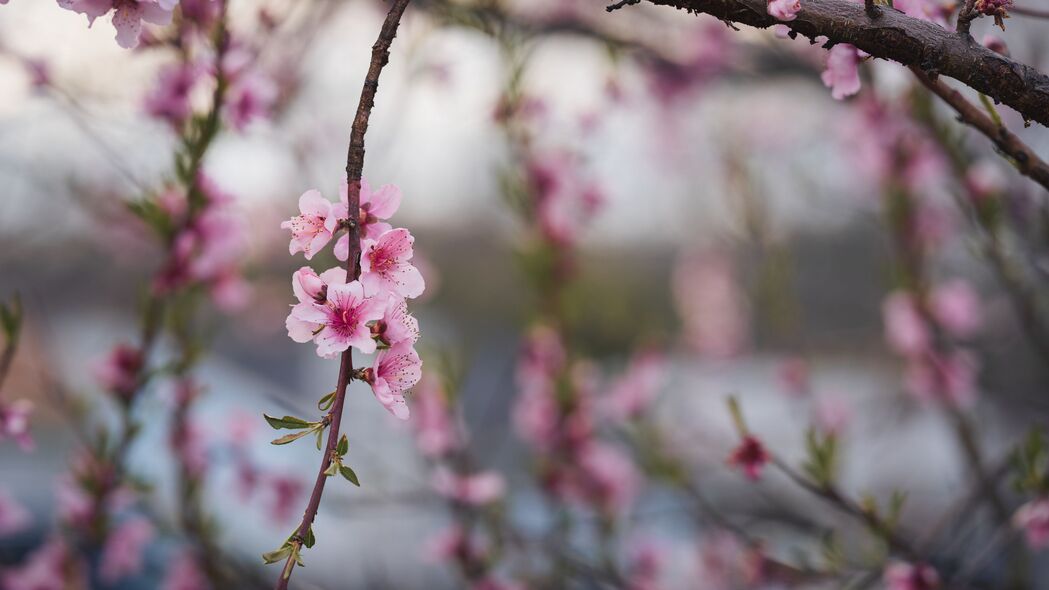 桃花盛开美景，高清4K壁纸下载，3840x2160分辨率树枝花瓣细节尽显