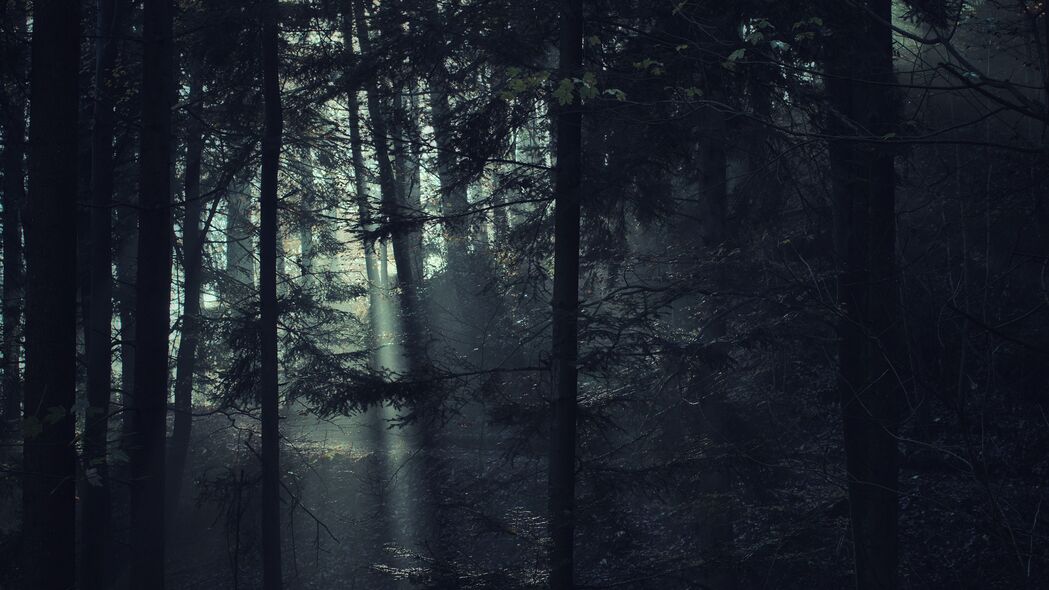 树木 森林 雾 光 自然 深色 4k壁纸 3840x2160