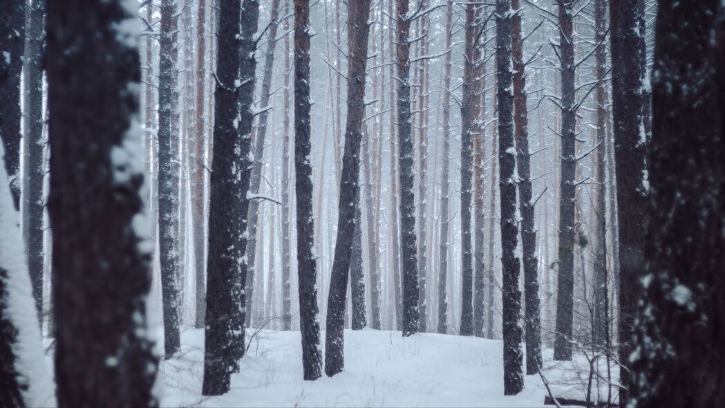 森林 树木 雪 冬天 风景 4k壁纸 3840x2160