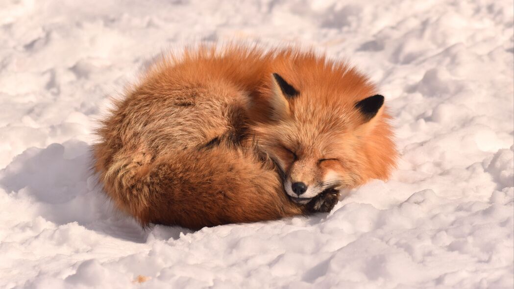 狐狸 睡眠 动物 雪地 4k壁纸 3840x2160