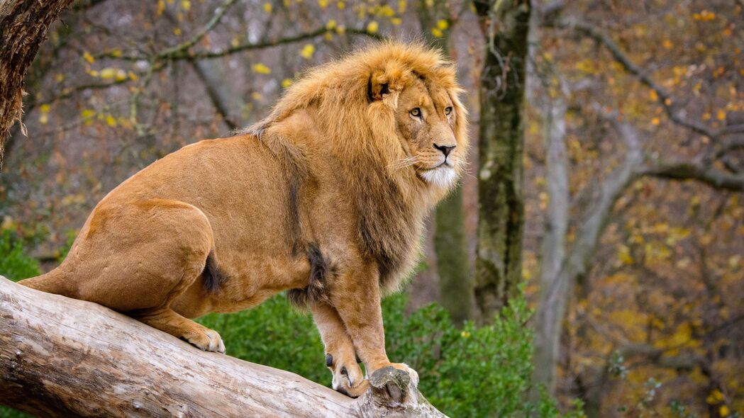 狮子 捕食者 动物 大猫 树 4k壁纸 3840x2160