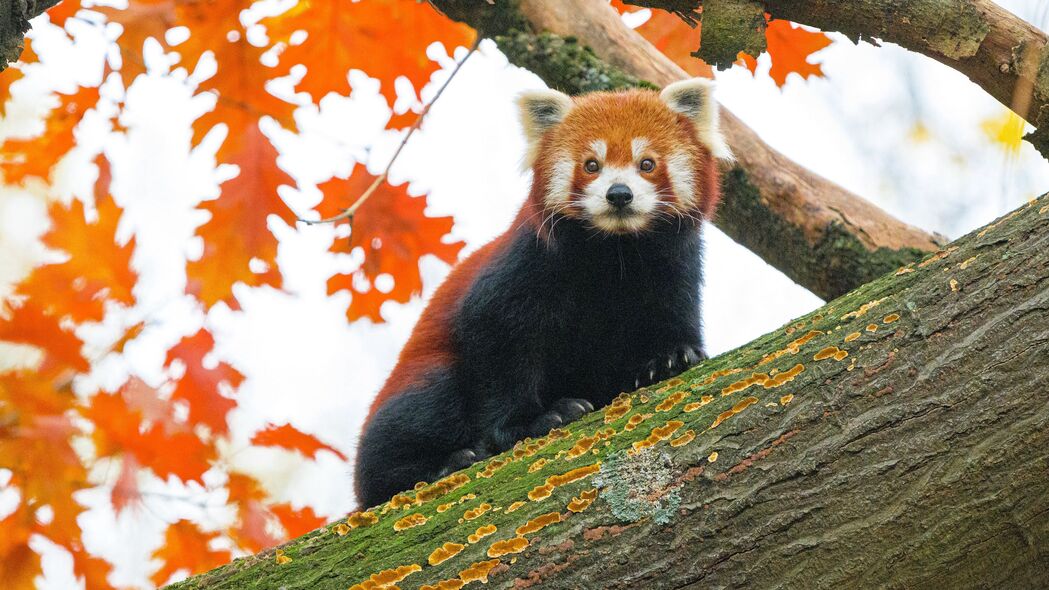 红熊猫 树 树叶 模糊 野生动物 动物 4k壁纸 3840x2160