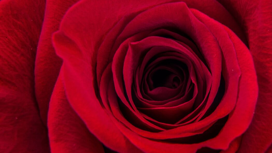玫瑰 花瓣 微距 红色 深色 4k壁纸 3840x2160