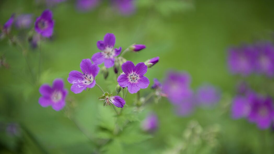 森林天竺葵高清壁纸，4K模糊花瓣，3840x2160分辨率，免费下载