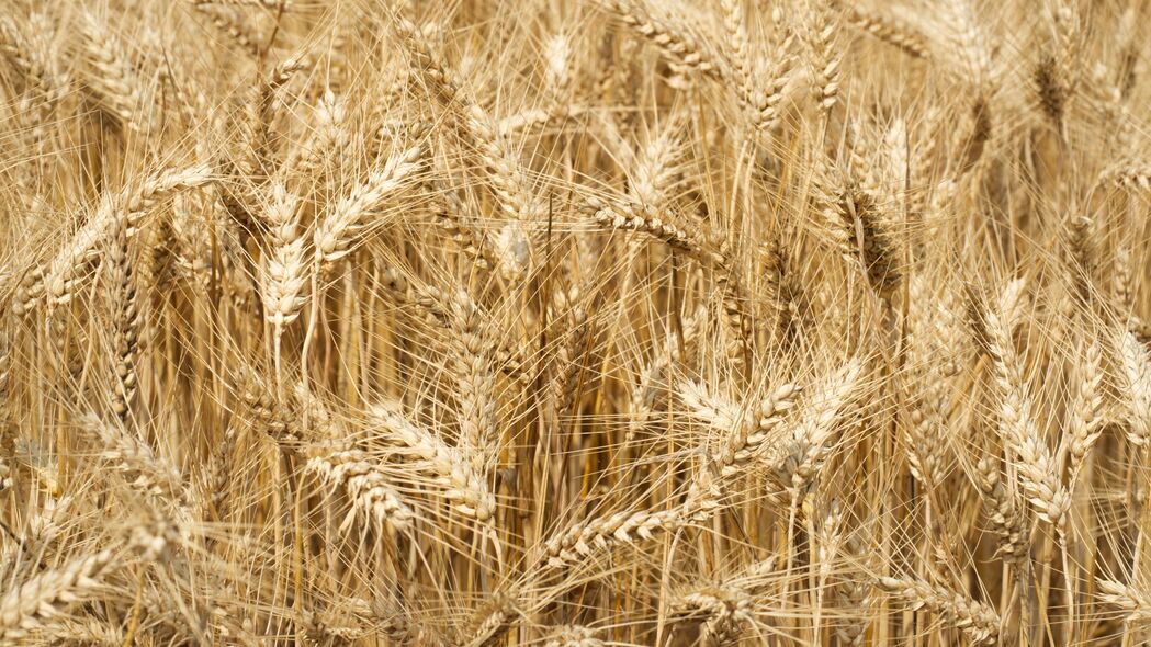 耳朵 田野 小麦 自然 4k壁纸 3840x2160