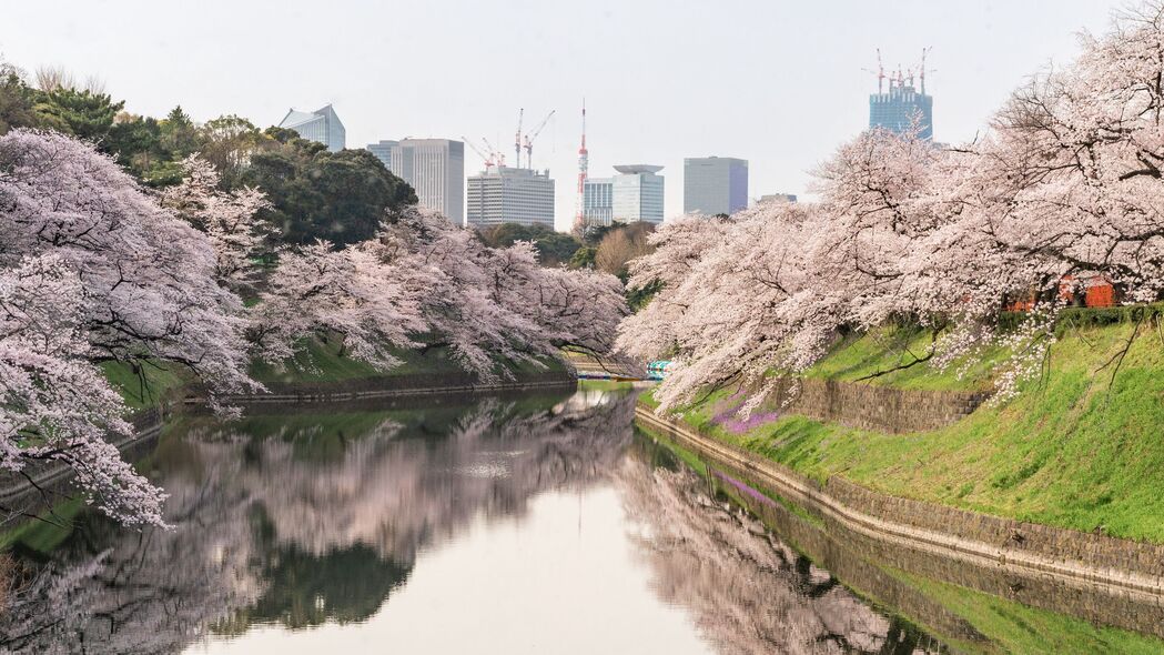 樱花绽放，城市河流与建筑美景，4K超高清3840x2160壁纸下载