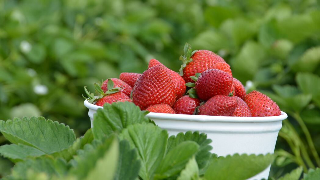 草莓 浆果 叶子 碗 食物 4k壁纸 3840x2160