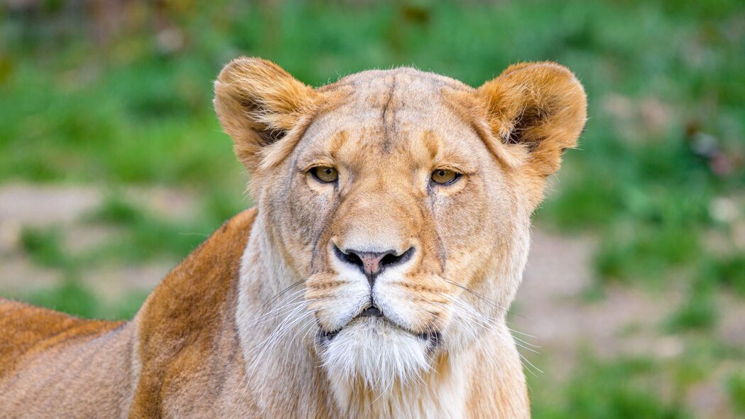 非洲狮 母狮 捕食者 大猫 4k壁纸 3840x2160