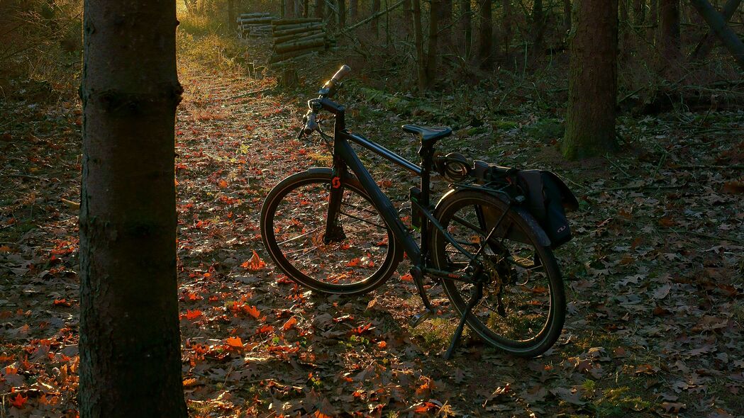 自行车 森林 树木 树叶 干燥 小径 自然 4k壁纸 3840x2160