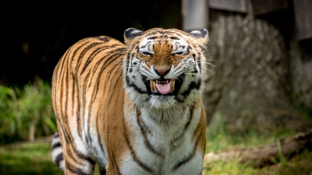 老虎 咧嘴笑 捕食者 大猫 动物 4k壁纸 3840x2160