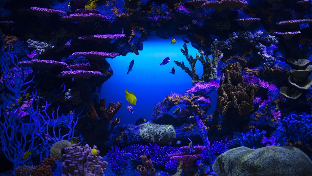 鱼 植物 水下 自然 蓝色 4k壁纸 3840x2160
