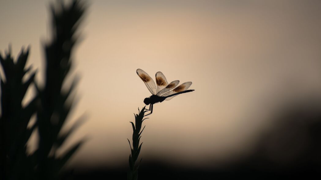 蜻蜓 植物 昆虫 宏观 4k壁纸 3840x2160