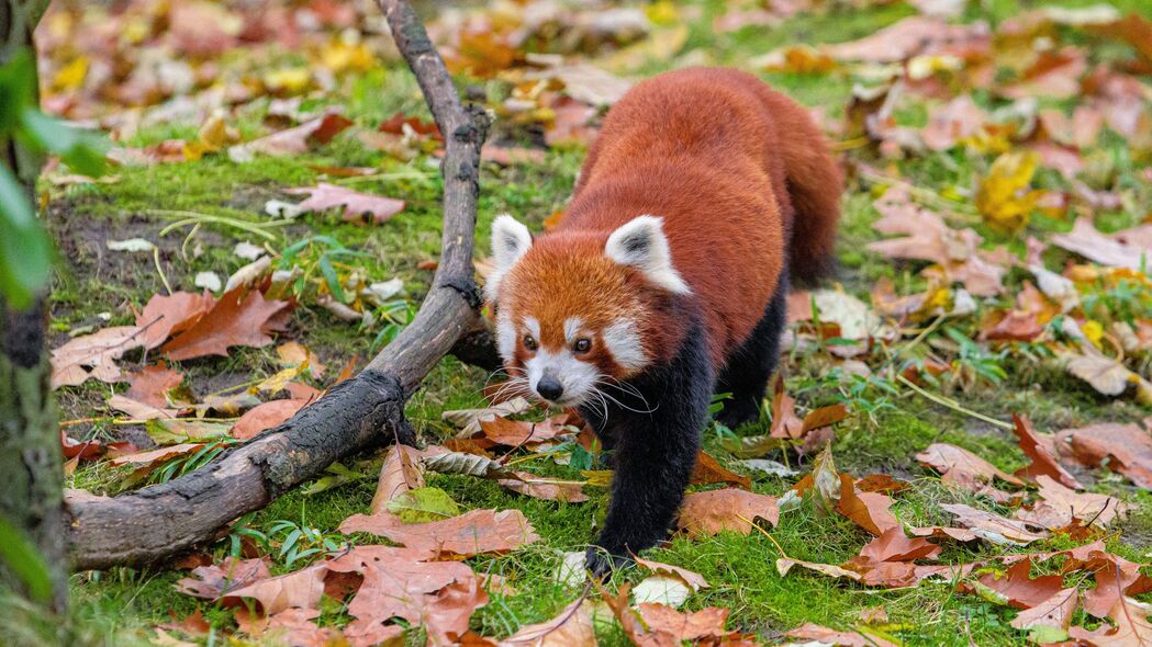 红熊猫 树叶 树枝 干燥 野生动物 动物 4k壁纸 3840x2160