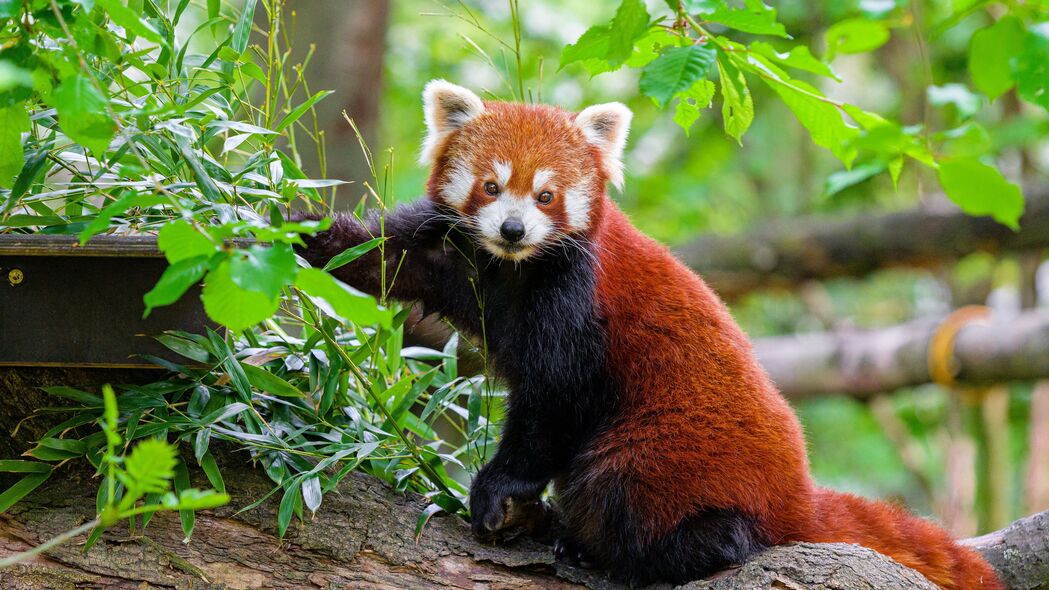 红熊猫 树 树皮 树叶 动物 4k壁纸 3840x2160