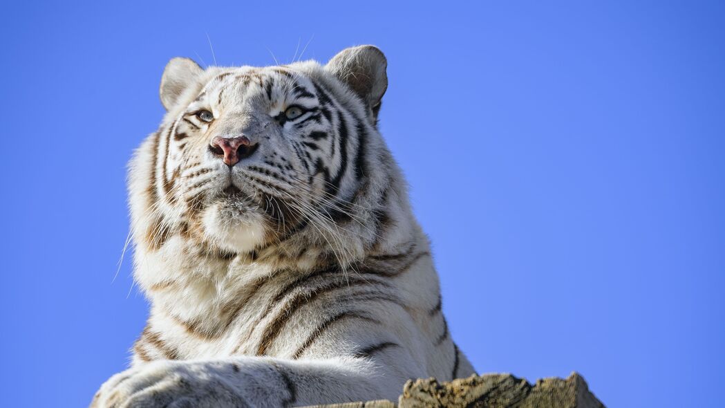 老虎 捕食者 动物 白色 4k壁纸 3840x2160