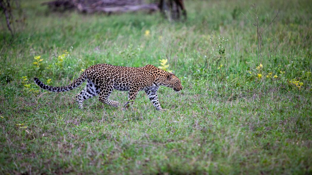 豹子 运动 大猫 捕食者 野生动物 4k壁纸 3840x2160