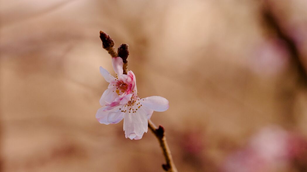 樱花 花 树枝 粉红色 春天 4k壁纸 3840x2160