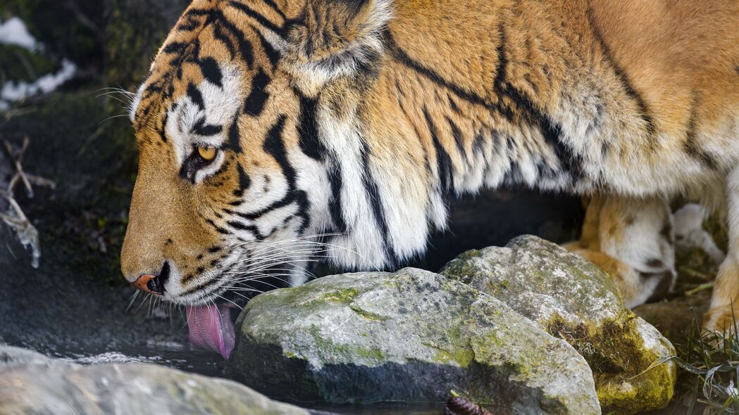 老虎 突出的舌头 捕食者 大猫 动物 流 石头 4k壁纸 3840x2160