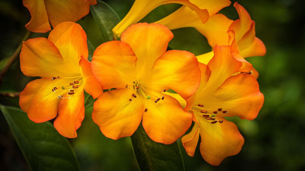 杜鹃花 花朵 花瓣 橙色 黄色 4k壁纸 3840x2160