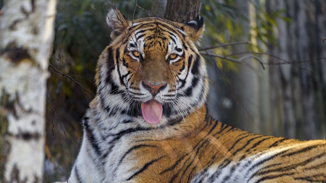 老虎 突出的舌头 大猫 捕食者 动物 4k壁纸 3840x2160