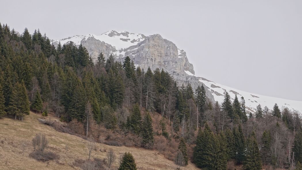 山 雪 斜坡 树木 干燥 自然 4k壁纸 3840x2160