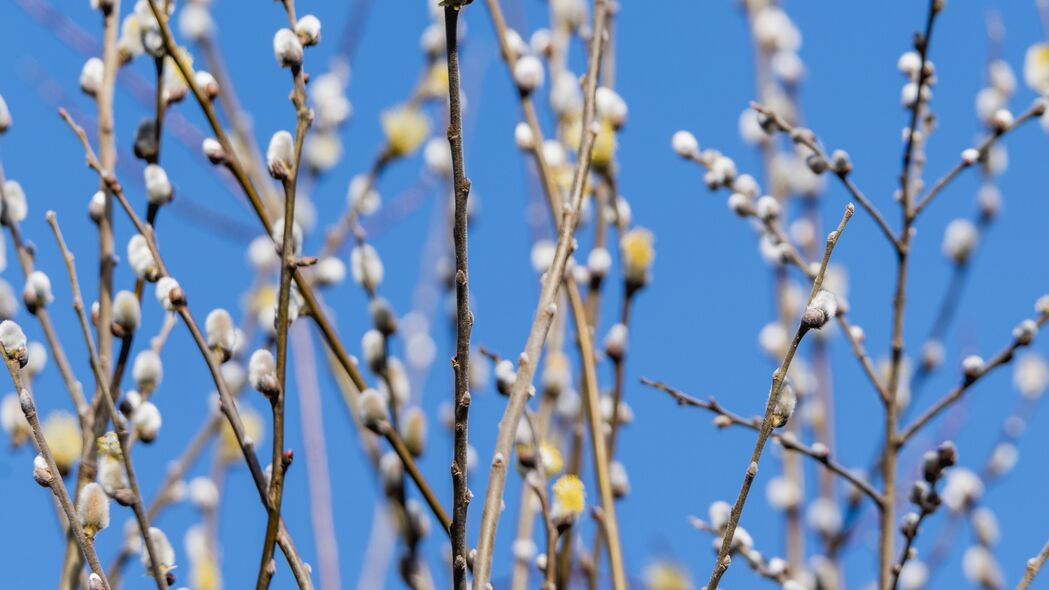 枝芽绽放，春之韵动——自然美景4K壁纸，高清3840x2160风景图片下载