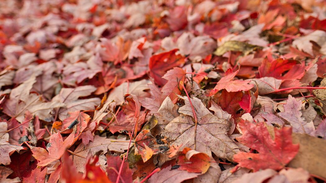 枫木 树叶 干燥 秋天 自然 4k壁纸 3840x2160