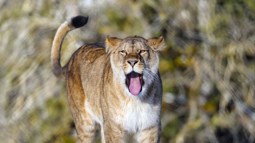 狮子 突出的舌头 捕食者 大猫 动物 4k壁纸 3840x2160