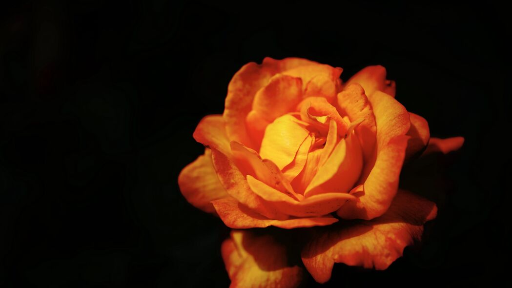 玫瑰 花 花瓣 橙色 4k壁纸 3840x2160