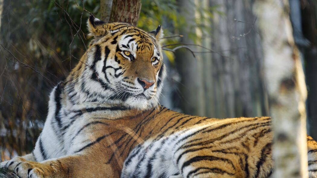 老虎 姿势 捕食者 大猫 动物 4k壁纸 3840x2160