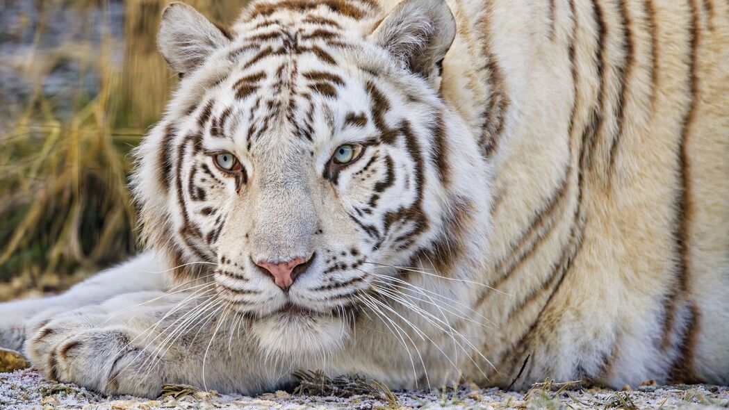 老虎 一瞥 捕食者 动物 白色 4k壁纸 3840x2160